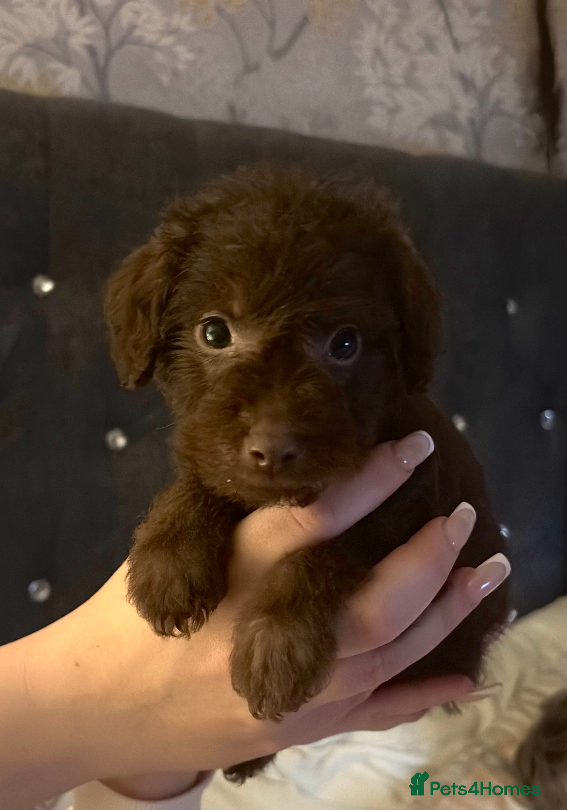 Mixed Breed dogs Patterpoos - Advert 5