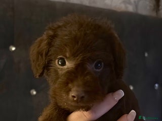 Mixed Breed dogs Patterpoos - Advert 5