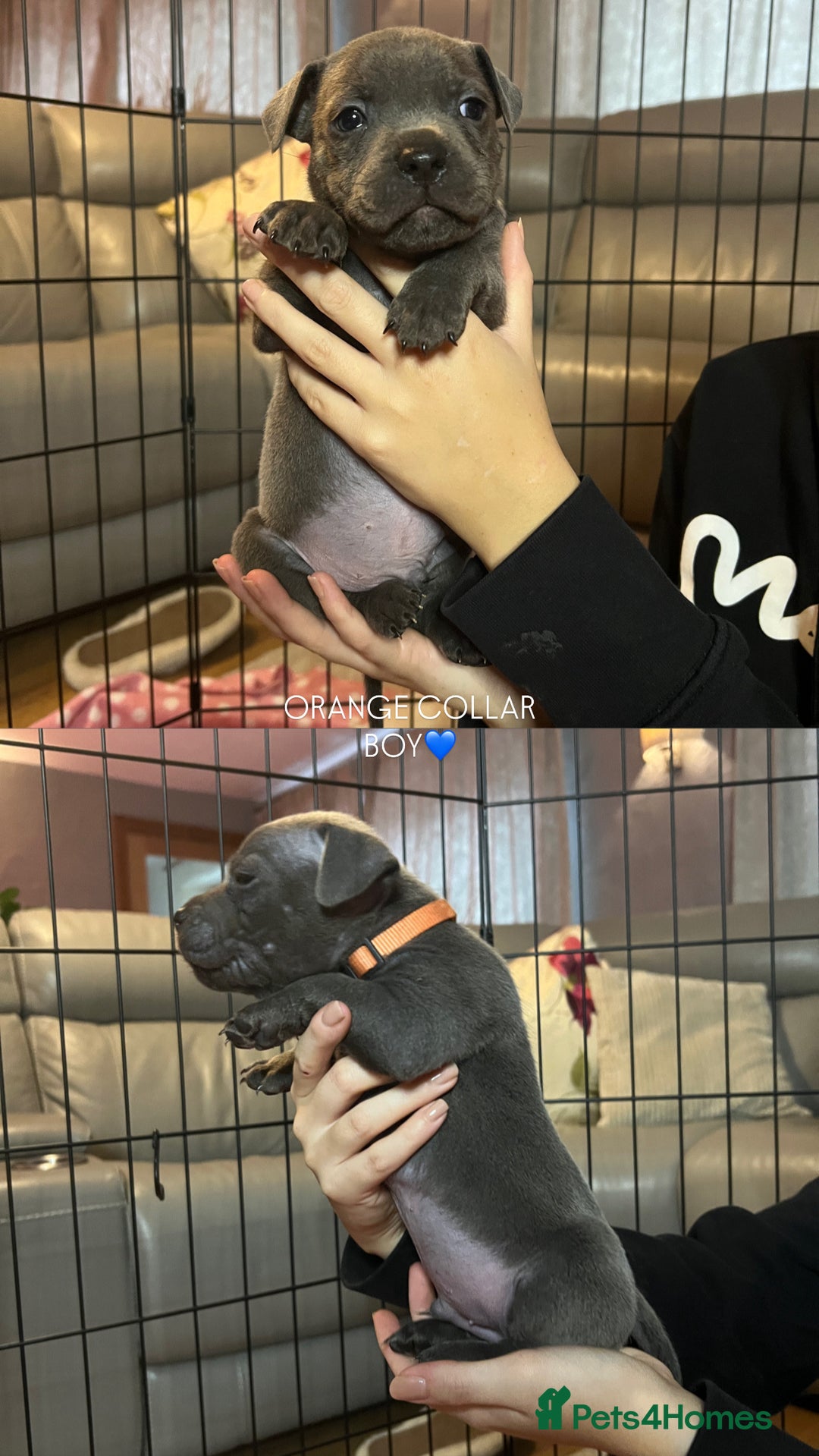 Staffordshire Bull Terrier dogs for sale: 🐾🔥7 beautiful blue staffy’s for sale🔥🐾 - Advert 7