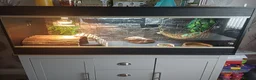 Bearded Dragon reptiles for sale: Beared dragon 18 months old  in Blackwood - Advert 4
