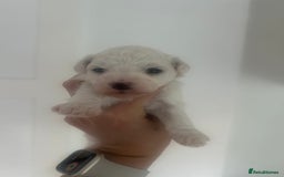 Bichon Frise dogs for sale: Beautiful Bichon frise puppies  in West Drayton - Image 6
