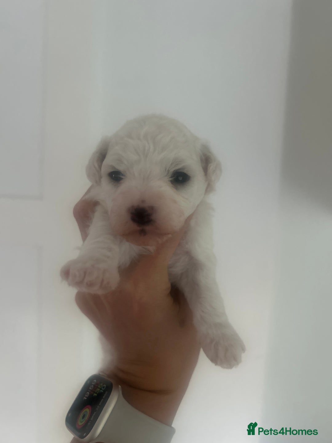 Bichon Frise dogs for sale: Beautiful Bichon frise puppies  in West Drayton - Image 6