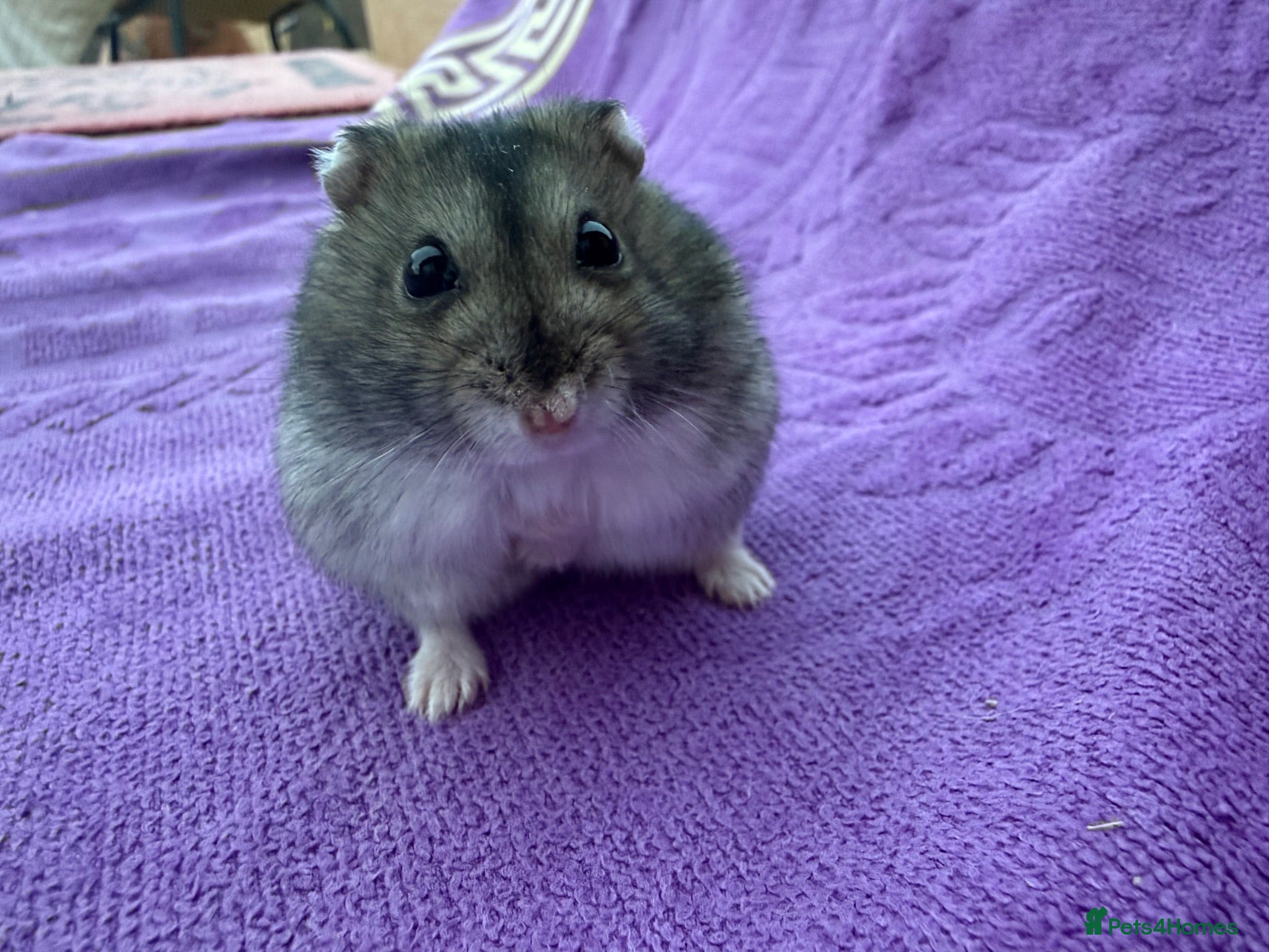 Hamster rodents Russian hamster  - Advert 11