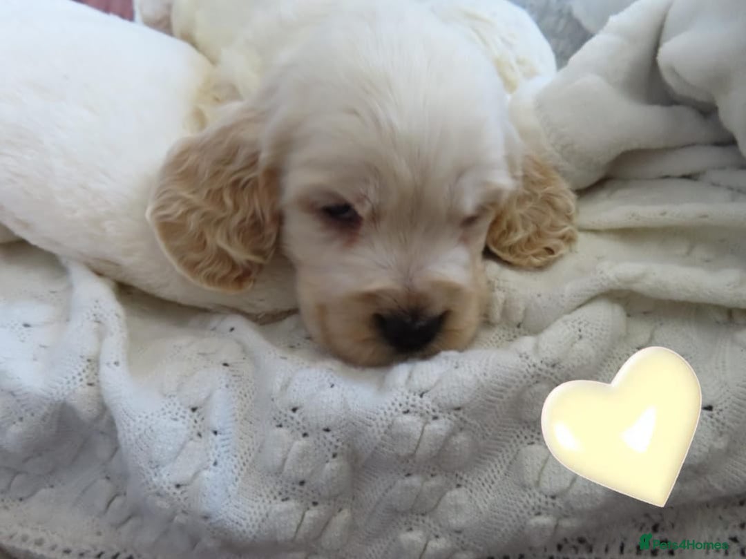 Cocker Spaniel dogs for sale: ❤️‍🔥❤️‍🔥💥Show Type Cocker Spaniel Puppies - Advert 34