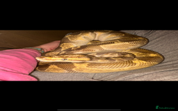 Python Snake reptiles for sale: Ball phython for sale  - Image 4