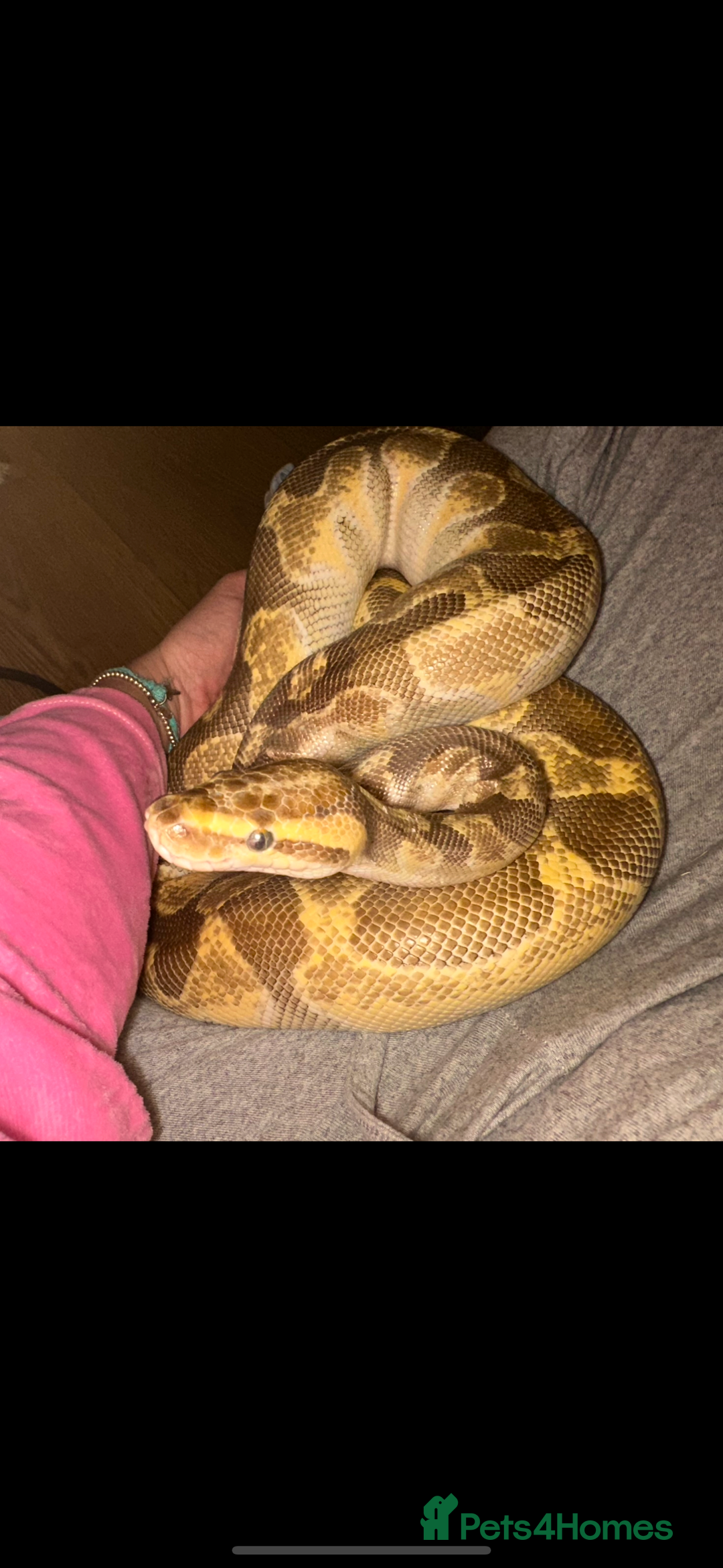 Python Snake reptiles for sale: Ball phython for sale  - Image 4