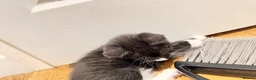 Mixed Breed cats for sale: Kittens for Sale! Ready to Leave 23 June! - Advert 18