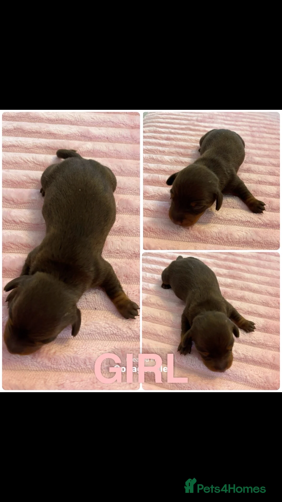 Miniature Dachshund dogs for sale: Stunning Mini Dachshund Puppies–Ready 30th April - Advert 10