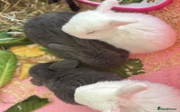 Mini Lop rabbits for sale: Gorgeous Mini Lops  - Image 36