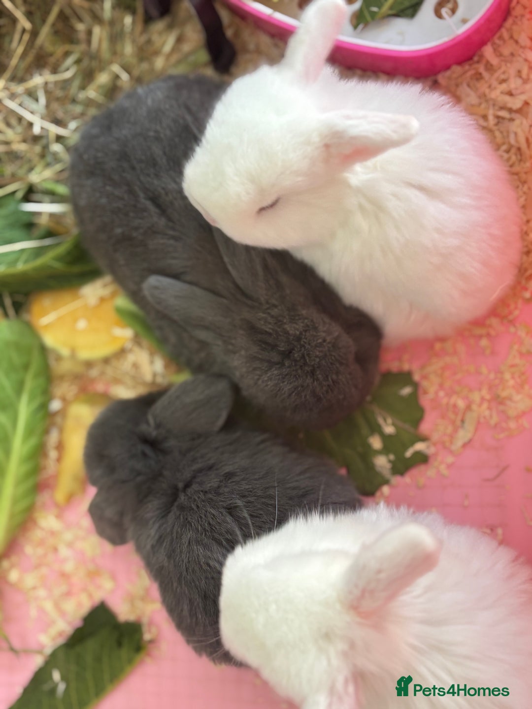 Mini Lop rabbits for sale: Gorgeous Mini Lops  - Image 36