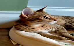 Savannah cats for sale: F3 savannah girls Tica reg + silver boy - Image 28