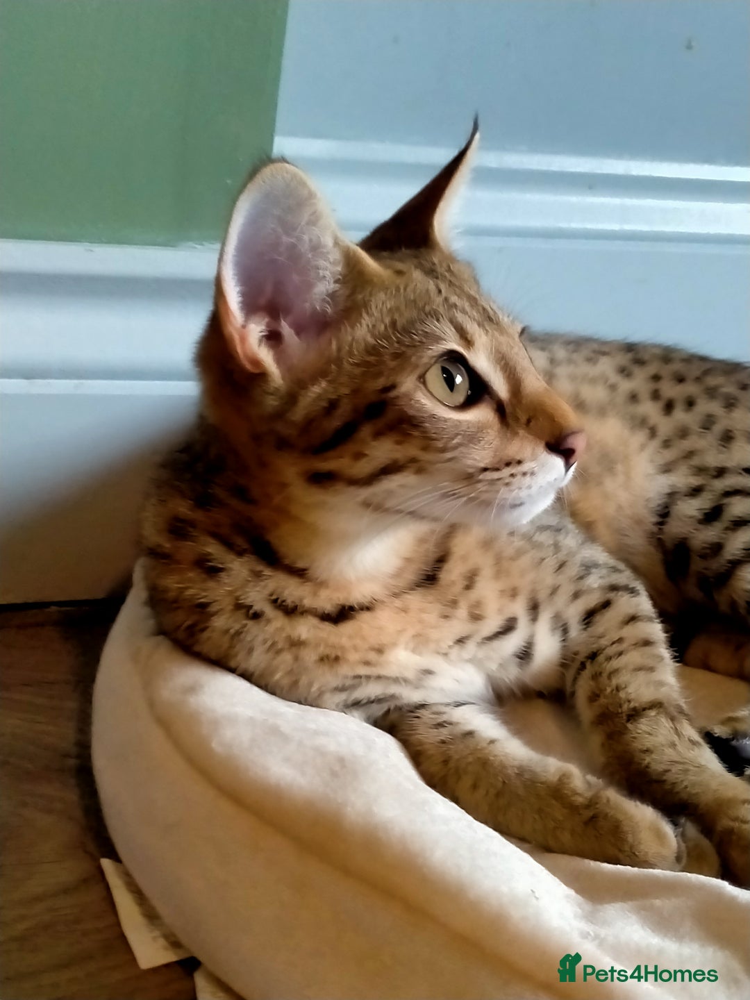 Savannah cats for sale: F3 savannah girls Tica reg + silver boy - Image 28
