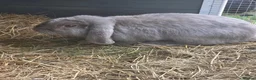 Mini Lop rabbits for sale: Beautiful Grey Mini lop female - Advert 9