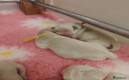 Golden Retriever dogs for sale: KC Fully health tested Golden retriever puppies - Image 9