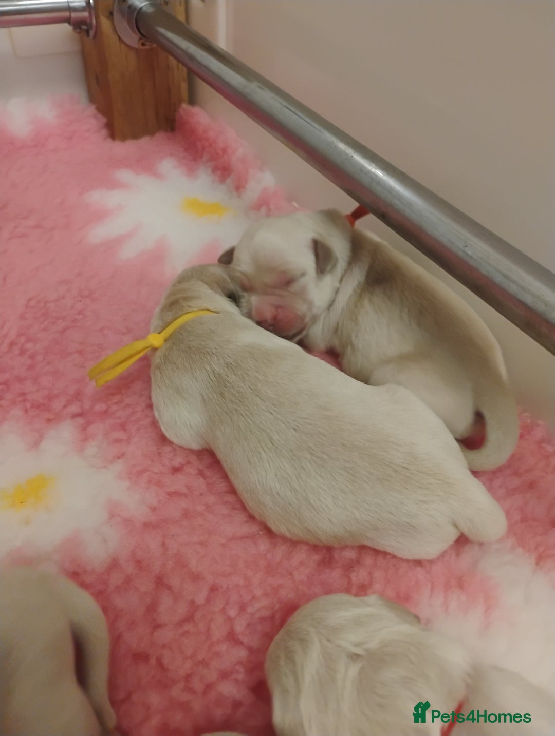 Golden Retriever dogs for sale: KC Fully health tested Golden retriever puppies - Image 9