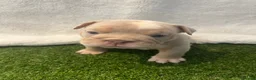English Bulldog dogs for sale: BEAUTIFUL ENGLISH BULLDOGS  - Advert 5
