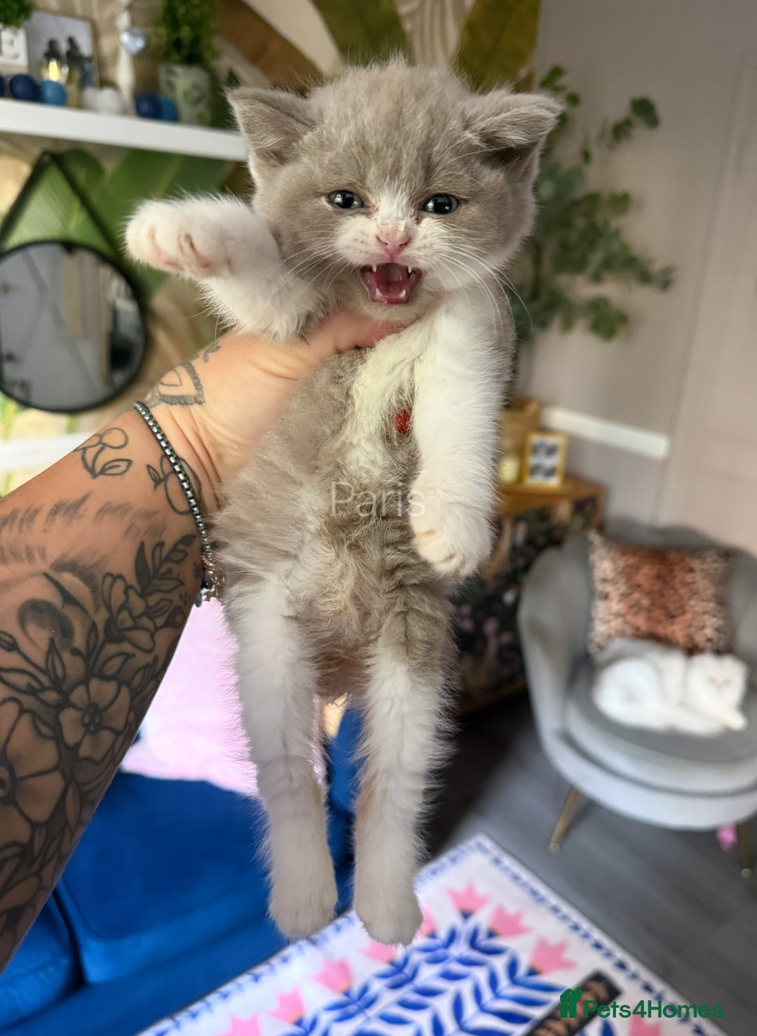 British Shorthair cats for sale: British Shorthair Champion Line kittens 🏆🥇😻 - Image 31