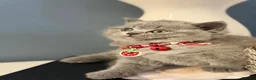 Scottish Fold cats for sale: Last female Scottish fold kittens 🐾 - Advert 34
