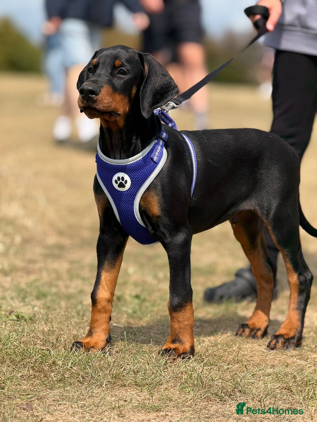Dobermann dogs for sale: 1 Boy available Exceptional European Doberman - Image 4