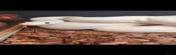 Python Snake reptiles for sale: Beautiful Ivory black eye royal python  - Advert 1