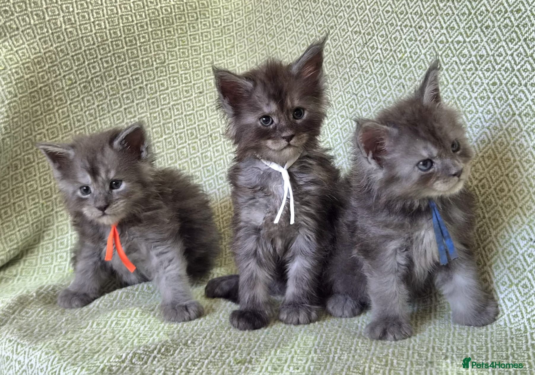 Maine Coon cats Stunning Black And Blue Smoke Pedigree Maine Coons - Advert 2