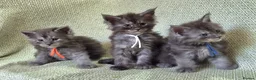Maine Coon cats for sale: Stunning Black And Blue Smoke Pedigree Maine Coons - Advert 11