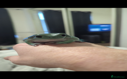 Frog reptiles for sale: Tree Frog & full setup - Image 1