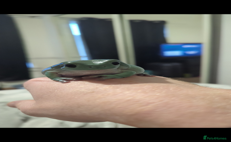 Frog reptiles - Advert 1