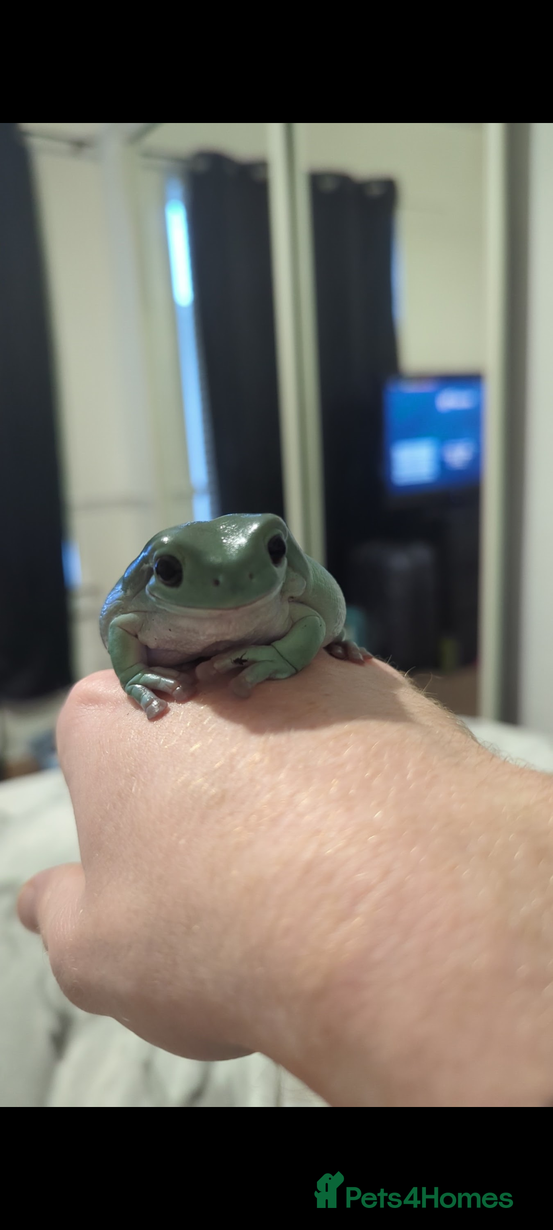 Frog reptiles for sale: Tree Frog & full setup - Image 1