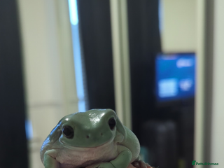 Frog reptiles - Advert 6