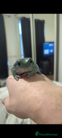 Frog reptiles - Advert 1