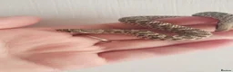 Snake reptiles for sale: Baby Western hognoses CB 26 mixed Morphs & Sex  - Advert 7