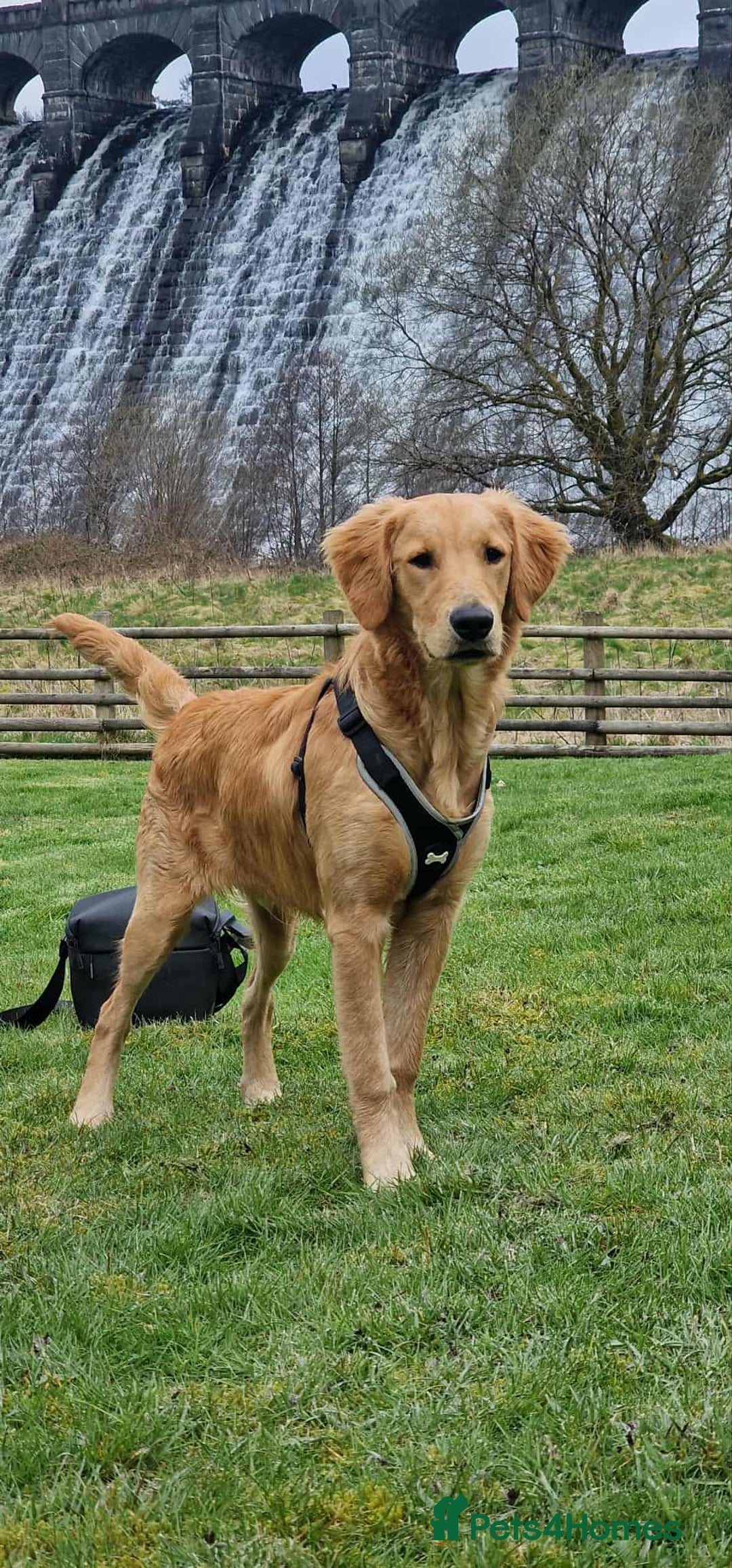 Golden Retriever dogs for stud: Bailey – Stunning Red Golden Retriever Stud😍 - Image 3