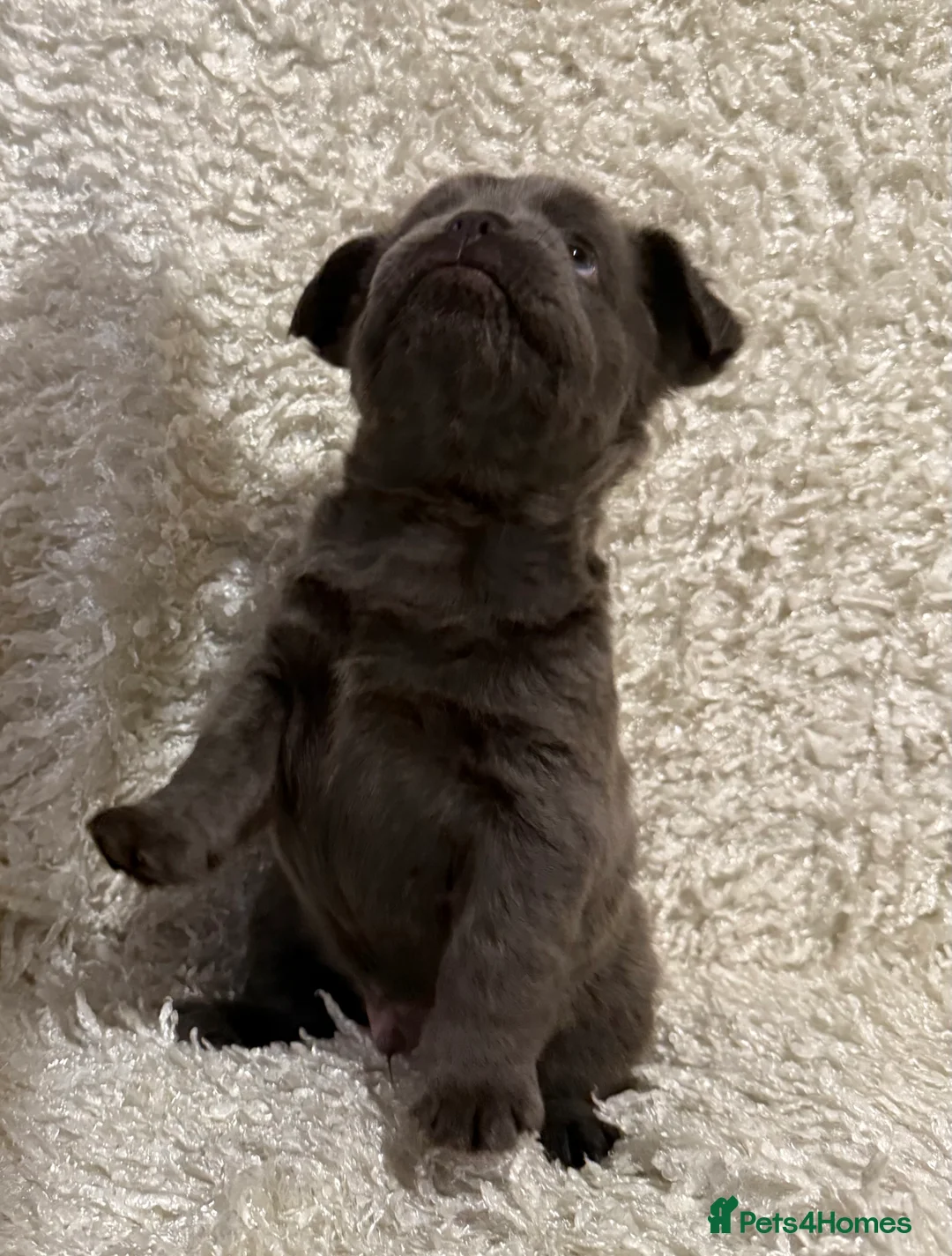 French Bulldog dogs for sale: Beautiful French Bulldog puppies fluffy type - Advert 37