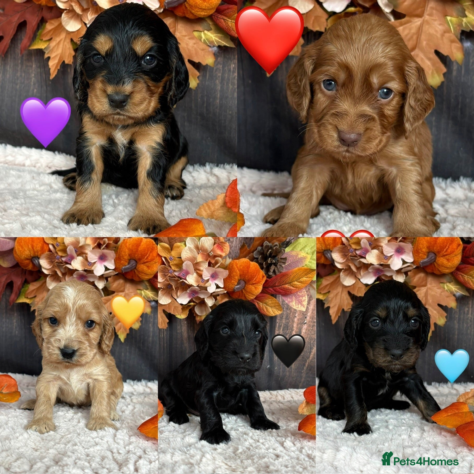 Cocker Spaniel dogs for sale: Gorgeous KC Show Cocker Spaniel Puppies  - Advert 1