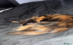 Domestic Shorthair cats for sale: Coco needs a loving home, asap!! - Advert 2