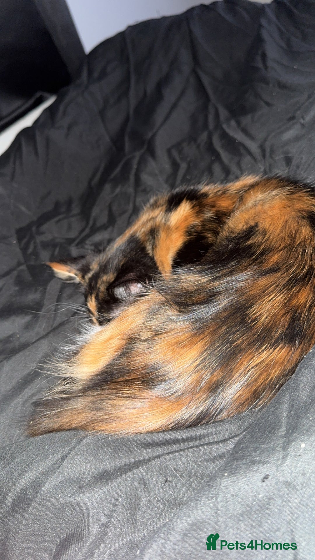 Domestic Shorthair cats for sale: Coco needs a loving home, asap!! - Advert 2