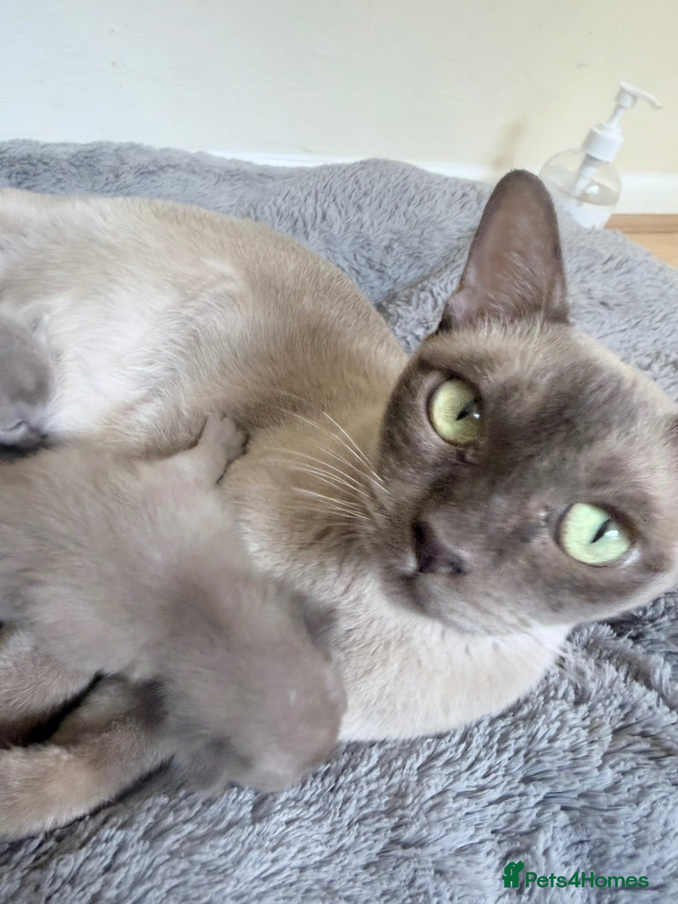 Burmese cats GCCF registered - Home Raised Burmese Kittens - Advert 2