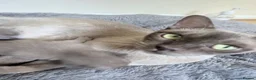 Burmese cats for sale: GCCF registered - Home Raised Burmese Kittens - Advert 2