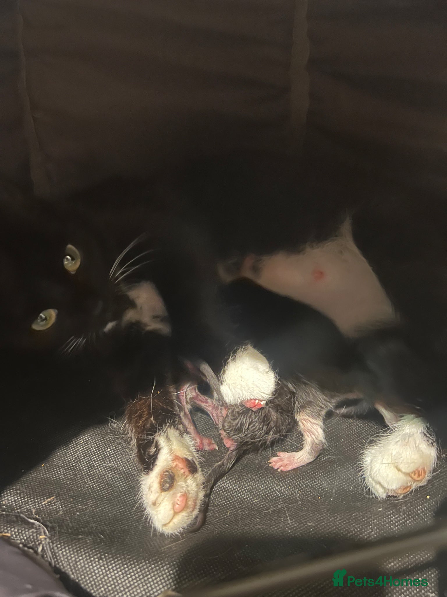 Mixed Breed cats for sale: 3 kittens - Advert 2