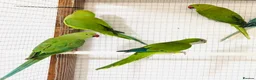 Ringnecks birds for sale: Beautiful coloured ringneck parrots for sale. - Advert 3