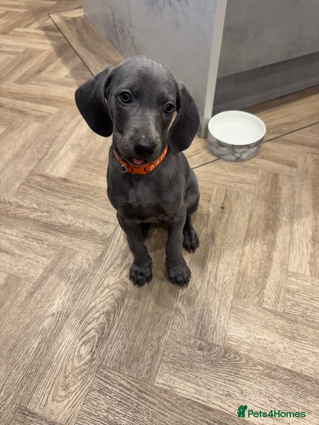 Weimaraner dogs for sale: 🐾 KC Weimaraners, ready now 🐾  - Advert 27
