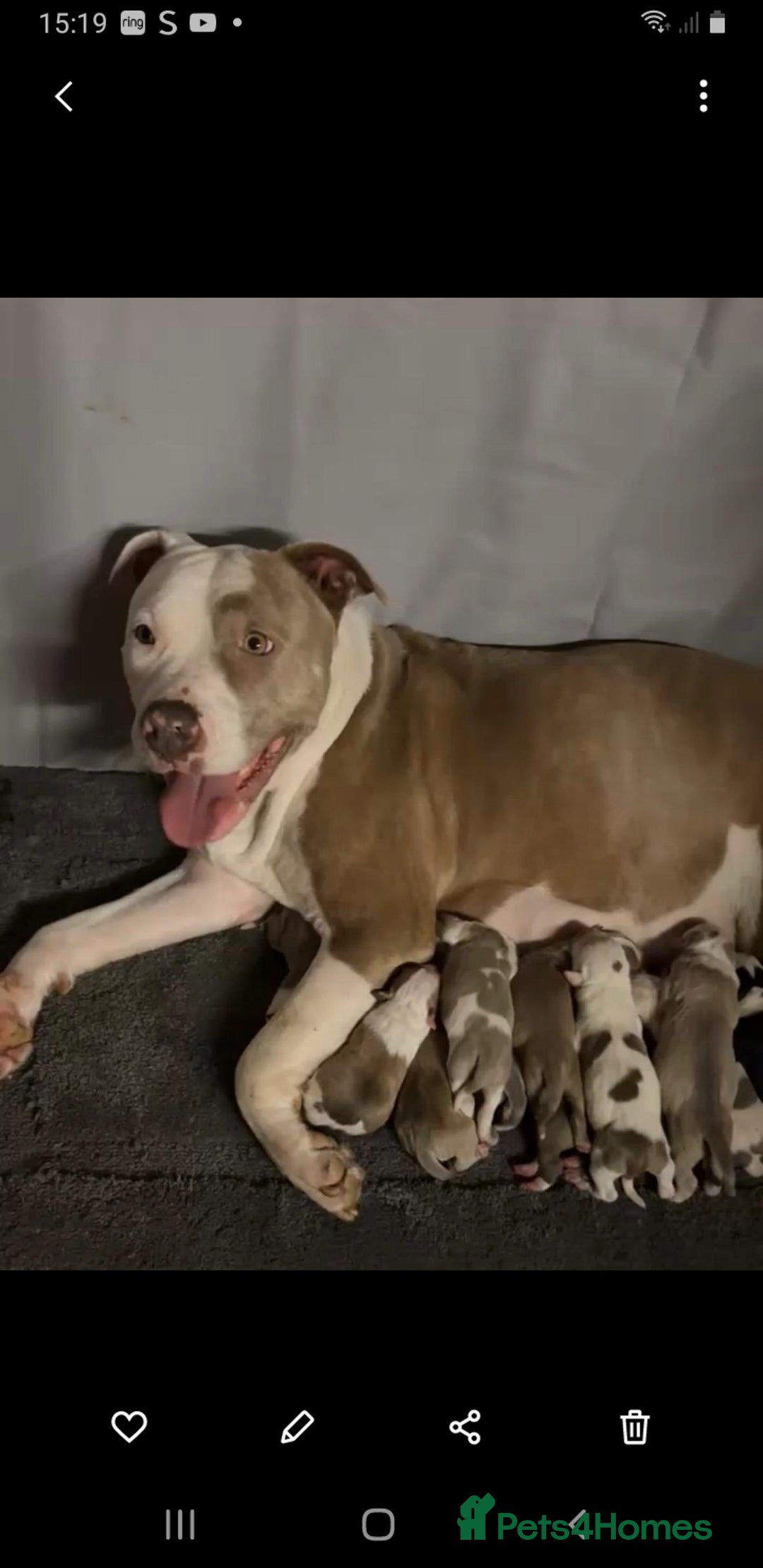 American Bull Staffy dogs for sale: Beautiful Amstaff puppys For Sale - Advert 2