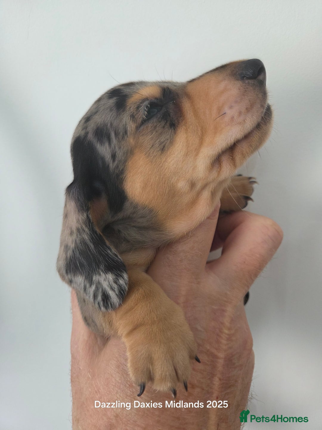 Miniature Dachshund dogs for sale: KC Registered shorthaired minature Daschunds pups - Image 3