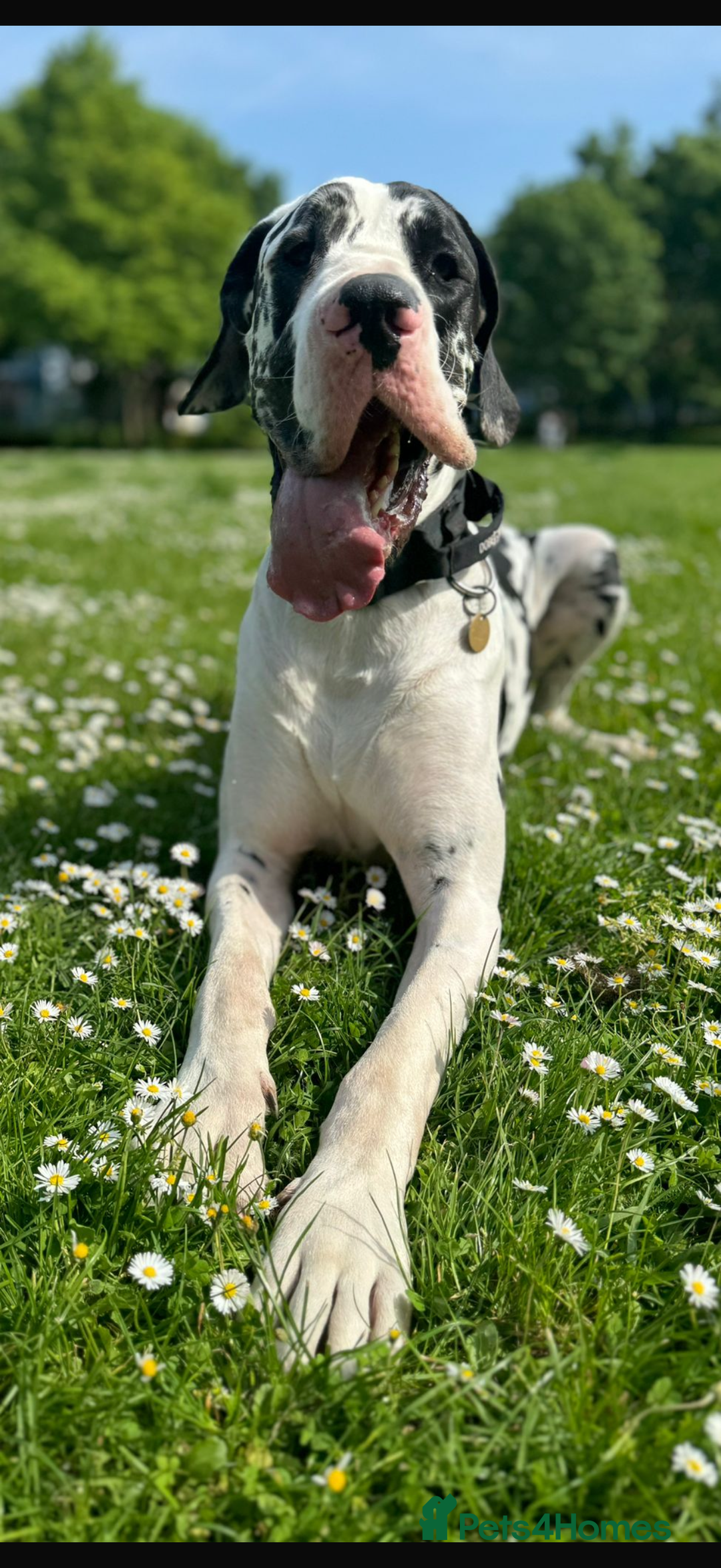 Great Dane dogs for stud: Karl the Great Dane for stud  in London - Advert 9