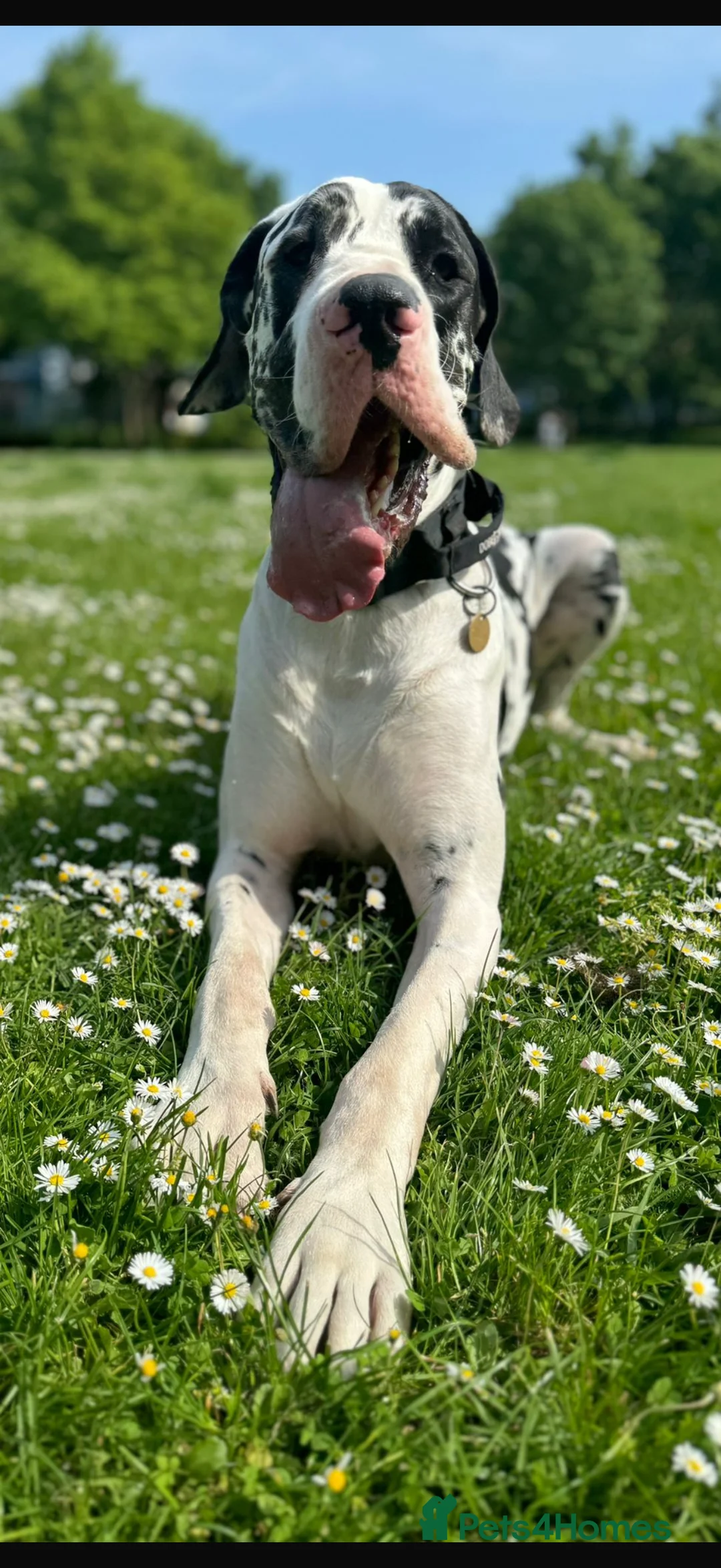 Great Dane dogs for stud: Karl the Great Dane for stud  in London - Advert 9