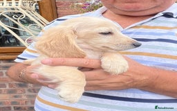 Miniature Dachshund dogs for sale: Cream Longhair Miniature Dachunds Ready Now - Image 12