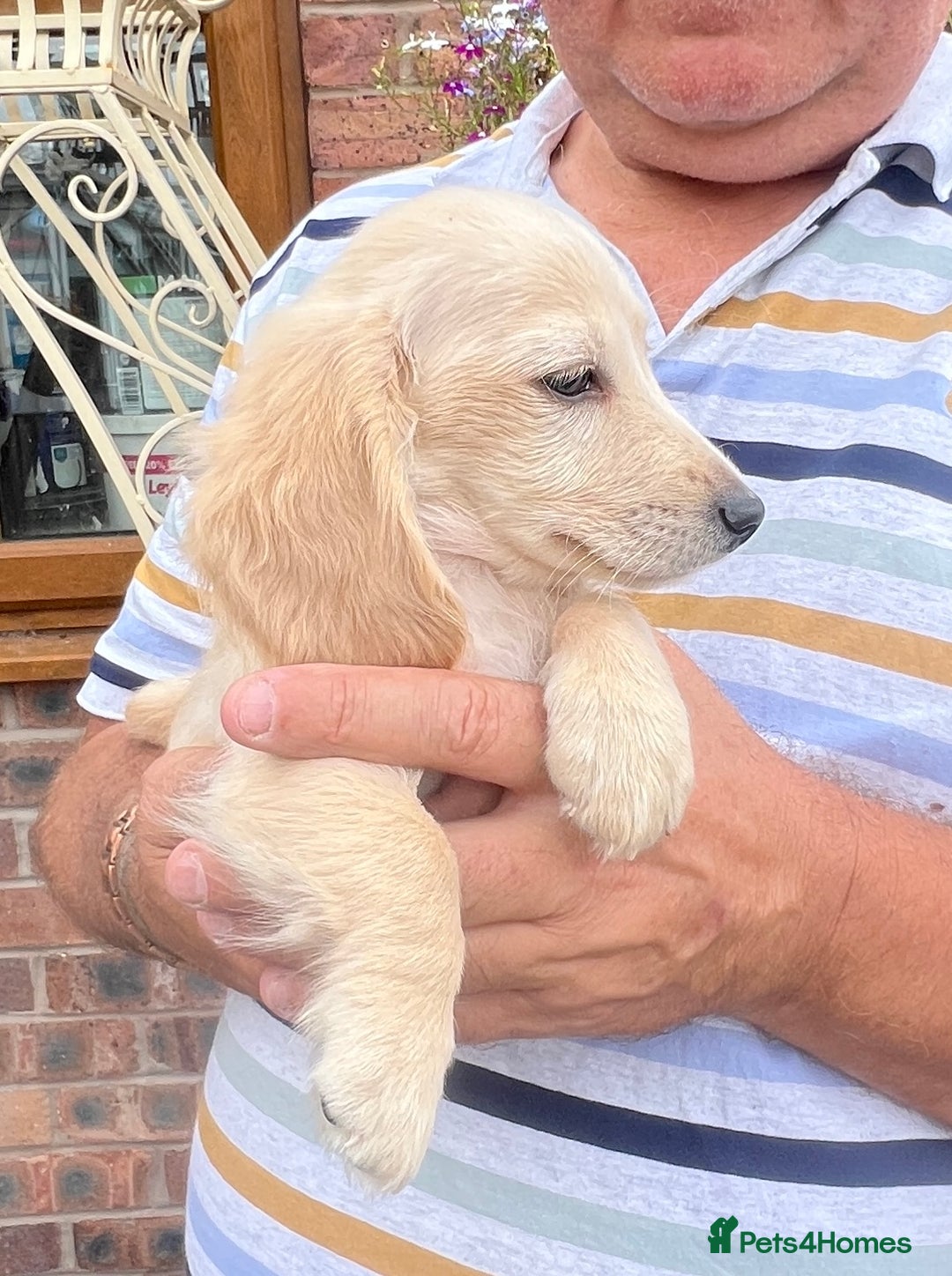 Miniature Dachshund dogs for sale: Cream Longhair Miniature Dachunds Ready Now - Image 12