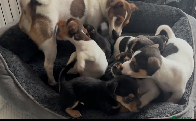 Jack Russell dogs - Advert 1