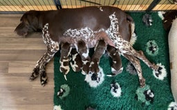 German Shorthaired Pointer dogs for sale: SENSEI-SAINTS German Shorthaired Pointers - Image 11
